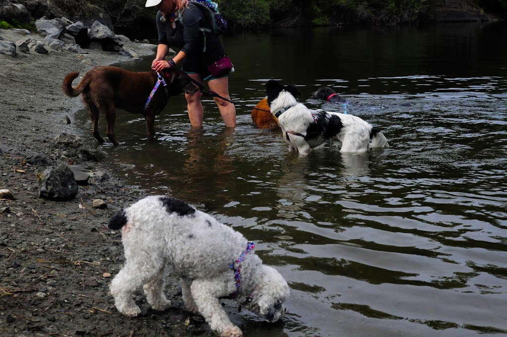 Sniffing Daisies Canine Care | 2911 Sooke Lake Rd, Victoria, BC V9B 4R6, Canada | Phone: (250) 889-2970