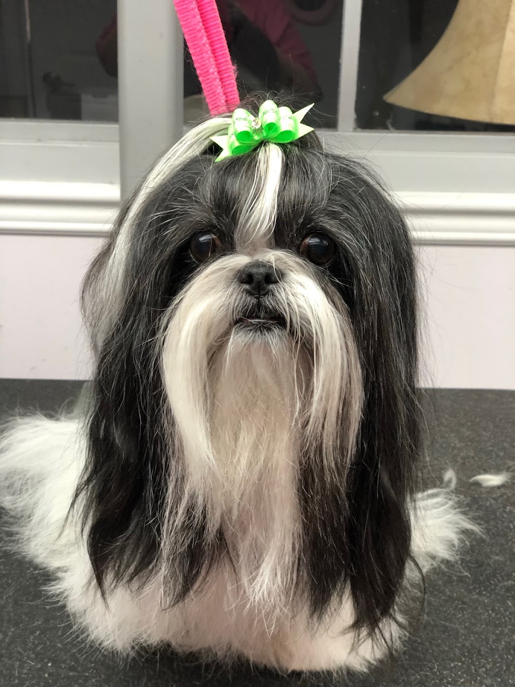 Doggie Styles Pet Grooming | 1346 Dequincy Crescent, Burlington, ON L7P 1E4, Canada | Phone: (905) 630-9113