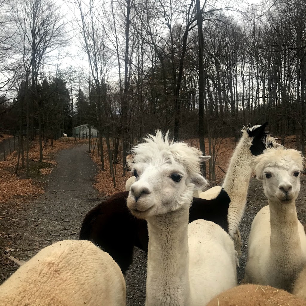 Twistlane Alpacas | 1570 Concession 3 Rd, Goodwood, ON L0C 1A0, Canada | Phone: (416) 818-7841