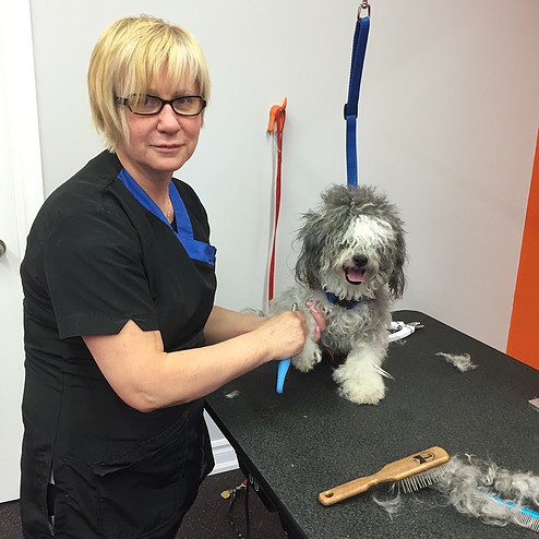 Puppy Cuts & Care | 380 Tower Hill Rd #15, Richmond Hill, ON L4E 0T8, Canada | Phone: (905) 237-8873