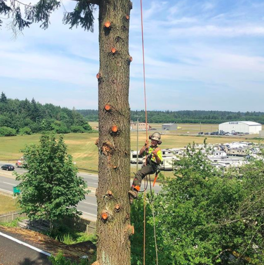 VI Tree Service | 1495 Wilson Rd, Nanaimo, BC V9R 6R3, Canada | Phone: (844) 884-8733