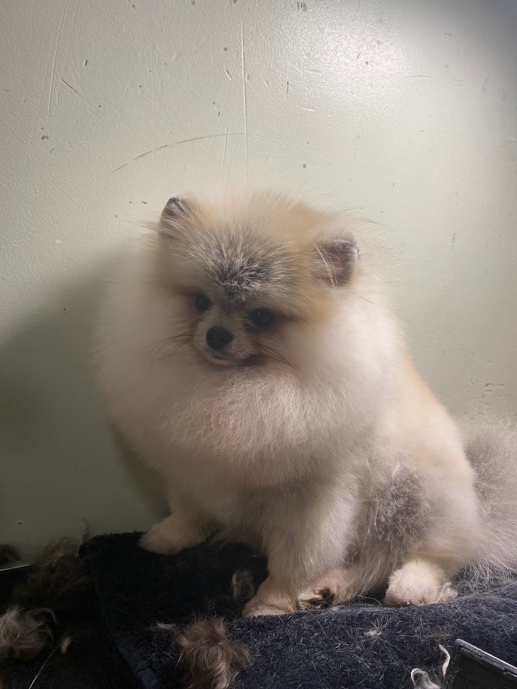 Spoildrotten Maltese,Pomeranian’s And Yorkshire terriers | 3074 202 St, Langley Twp, BC V3A 5Z6, Canada | Phone: (778) 929-4882