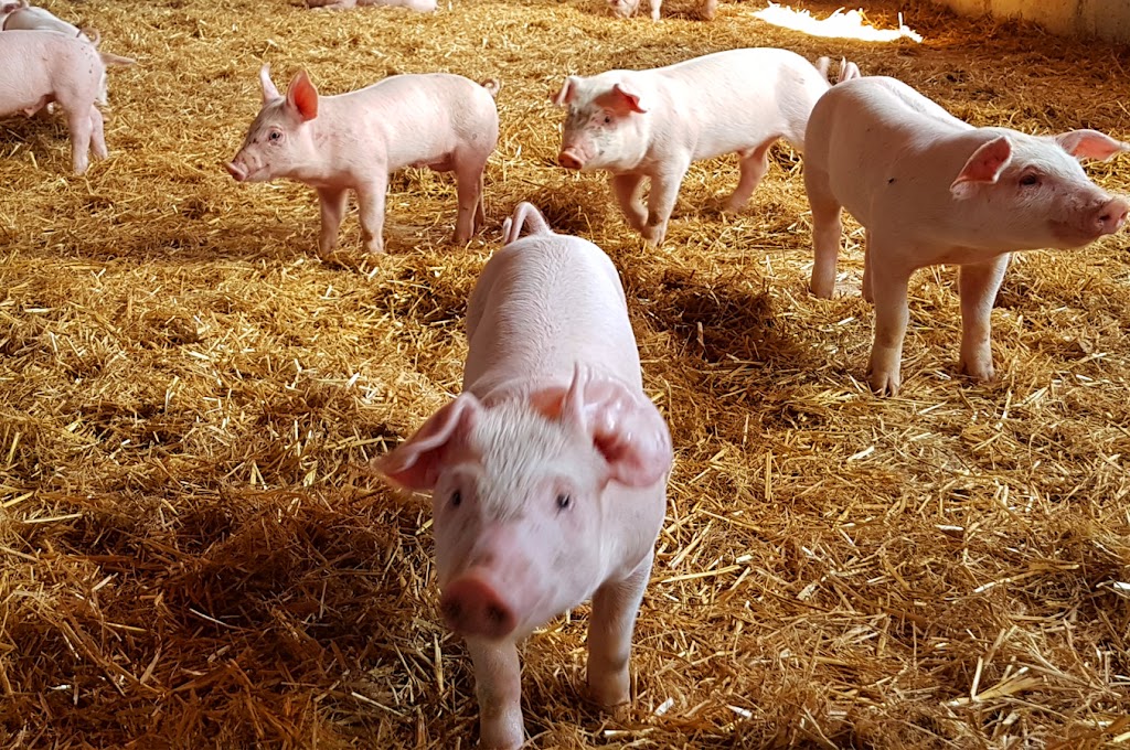 Pure Pork Farms | 122 Horton Rd, Mount Albion, PE C1B 4B3, Canada | Phone: (902) 626-7757