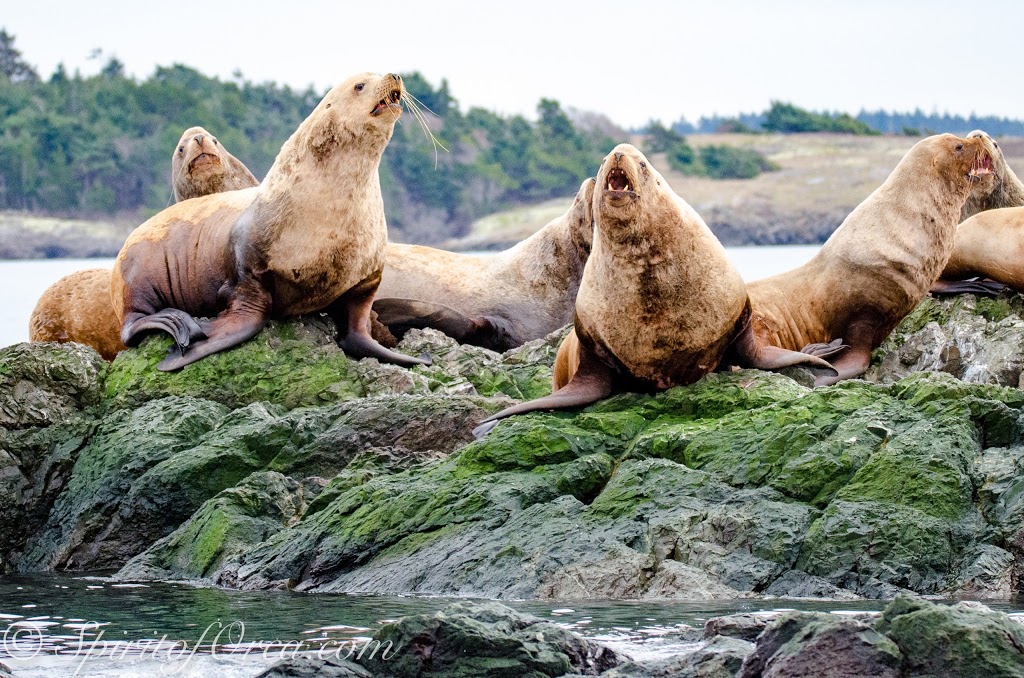 Spirit of Orca Whale Watching & Wildlife Tours | Spring Street Landing, Friday Harbor, WA 98250, USA | Phone: (360) 378-0302