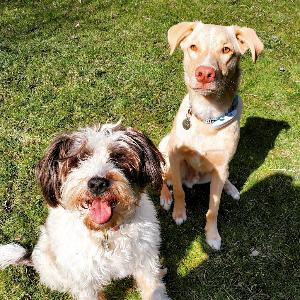 Release The Leash Dog Training | 32 The Heights Dr, North York, ON M3C 1Y4, Canada | Phone: (416) 302-6009