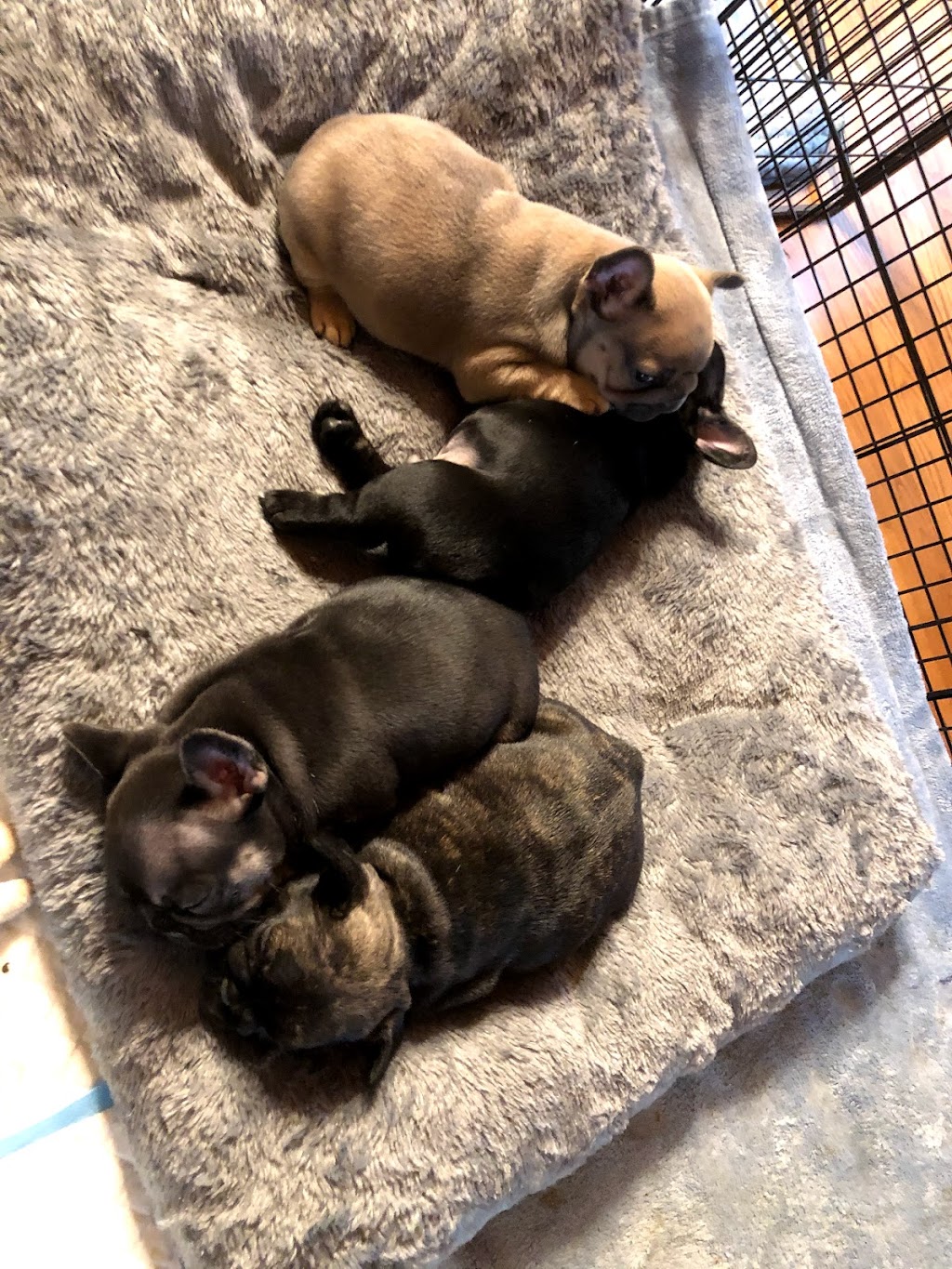 Unicorn French Bulldogs | Buckhorn Rd, Selwyn, ON K0L 2H0, Canada | Phone: (416) 755-0701