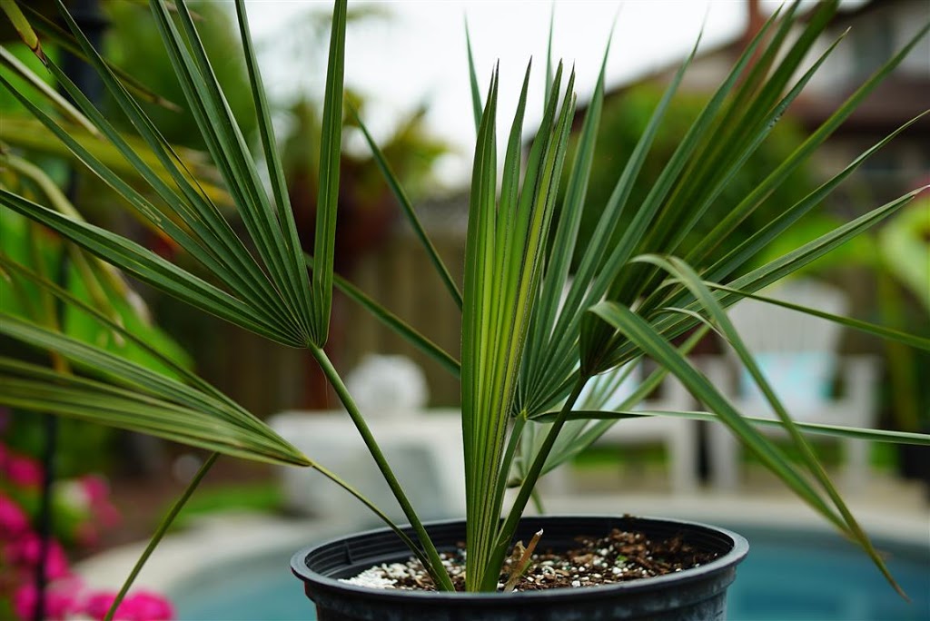 Niagara Tropics - Cold Hardy Palm Trees and Landscaping Nursery | 124 Loretta Dr, Virgil, ON L0S 1T0, Canada | Phone: (289) 362-2819