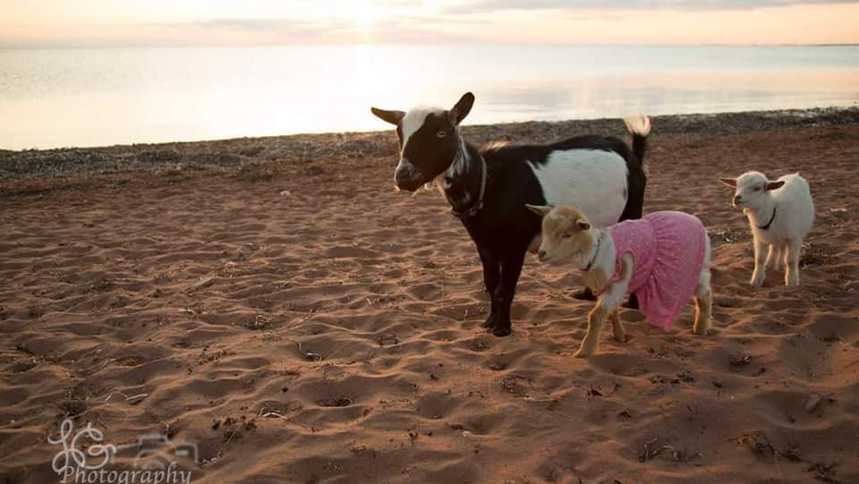 Beach Goats | 10143 PE-11, St Chrysostome, PE C0B 1Y0, Canada | Phone: (902) 315-1897