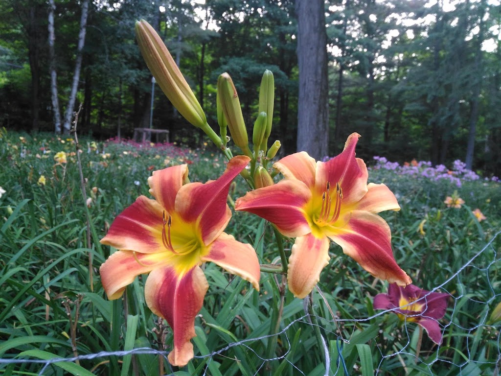 Near North Daylilies | 1036 Old Highway 117, Baysville, ON P0B 1A0, Canada | Phone: (705) 767-3601