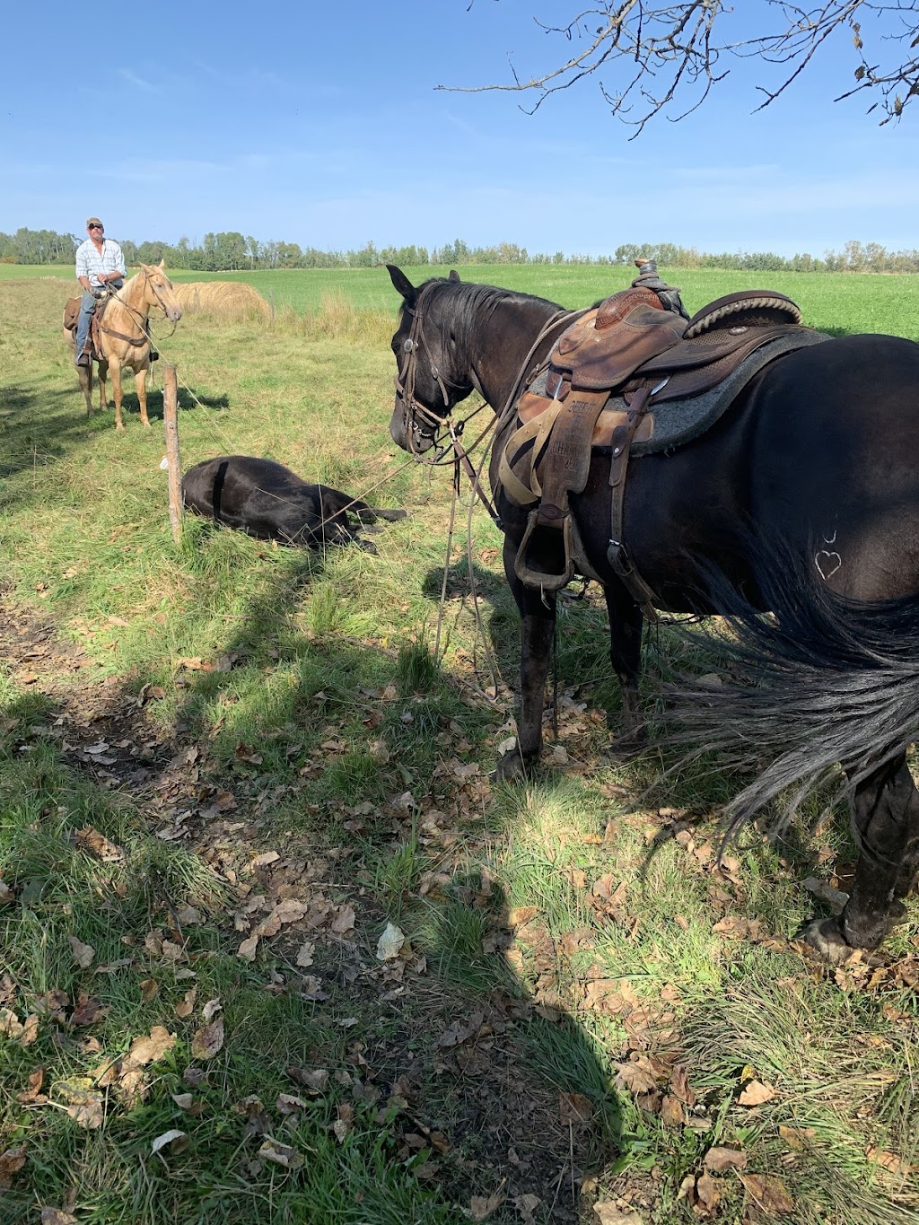 Buxton Performance Horses | 100 St, Westlock, AB T7P 2P5, Canada | Phone: (780) 206-6403