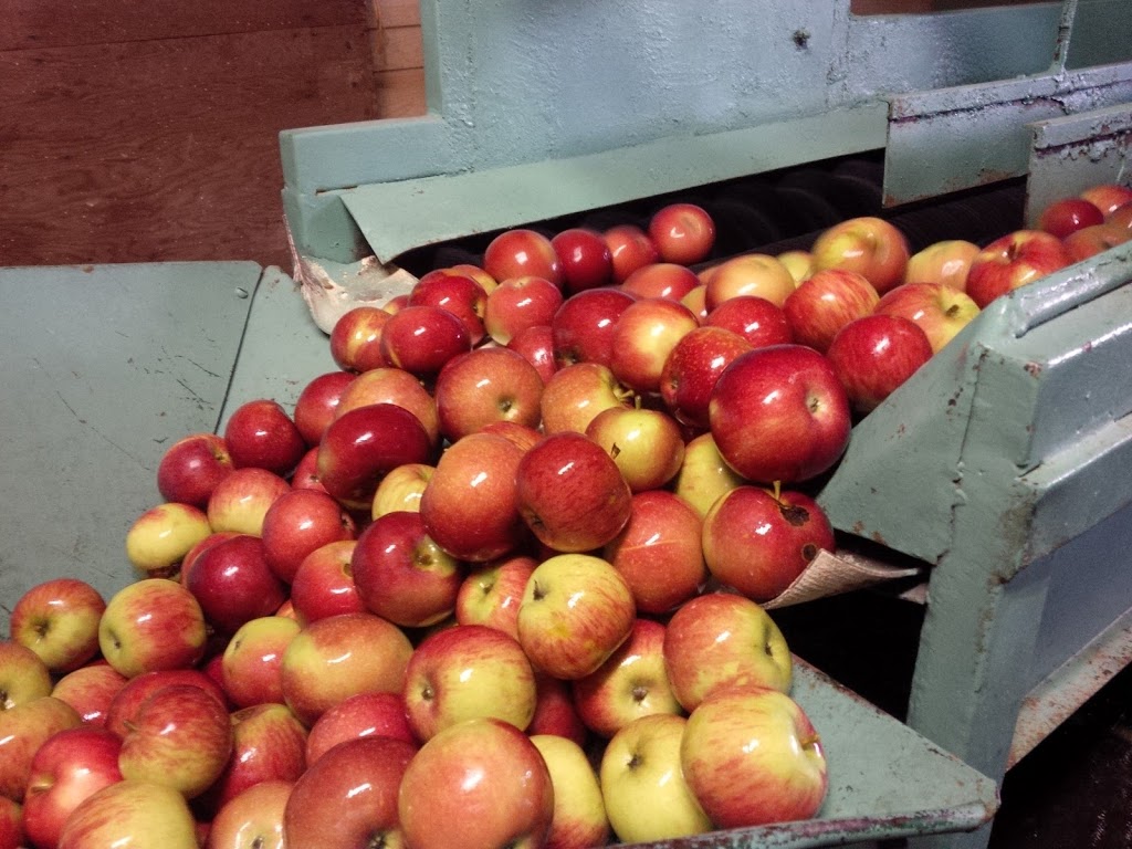 Maitside Orchards | 23 Orchard Ln, Brussels, ON N0G 1H0, Canada | Phone: (519) 887-6883