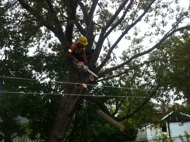 ArbreCare Tree Service | 150 Binnington Ct, Kingston, ON K7M 8N1, Canada | Phone: (613) 634-6341