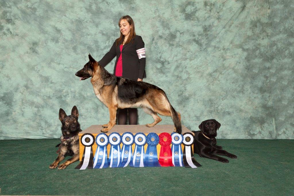 April Saulniers Dog Training | 45 Chem. Saulnier, Notre-Dame, NB E4V 2L4, Canada | Phone: (506) 962-5745