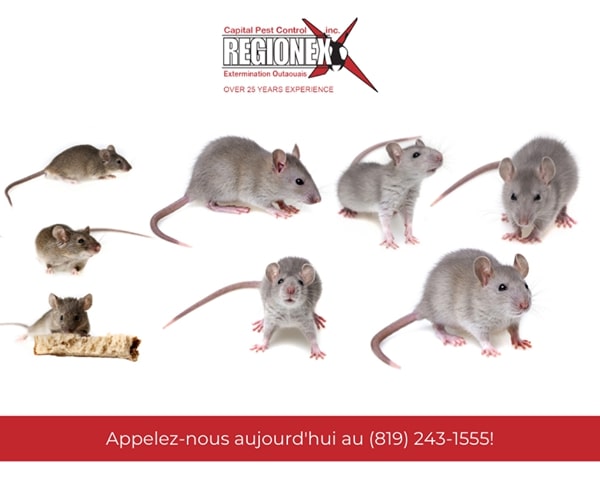 Regionex Extermination | 2405B St. Laurent Blvd, Ottawa, ON K1G 5B4, Canada | Phone: (613) 563-8136