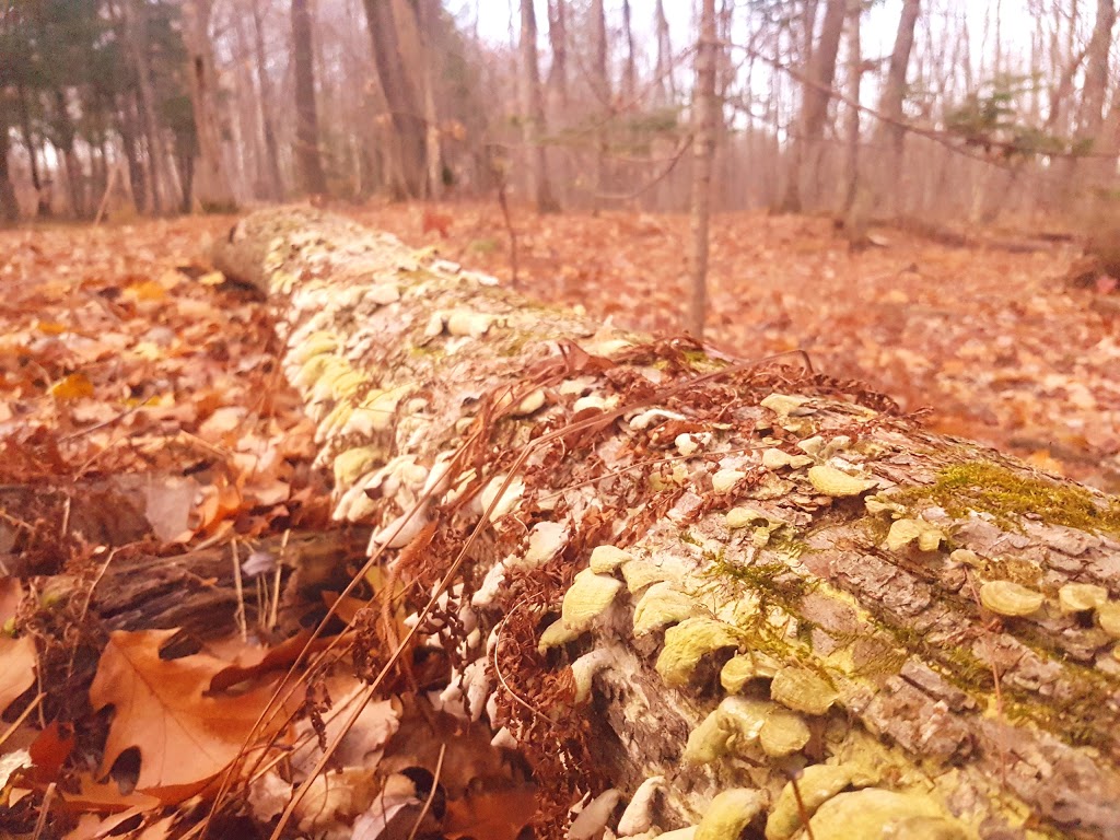 Parc écologique Godefroy | 17105 Boul Bécancour, Bécancour, QC G9H 1A3, Canada