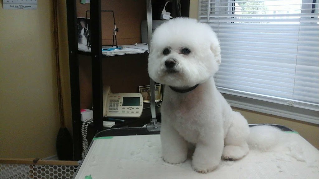 Candi Cares Professional Dog Grooming | 477 OConnell Rd, Peterborough, ON K9J 4E1, Canada | Phone: (705) 748-6063