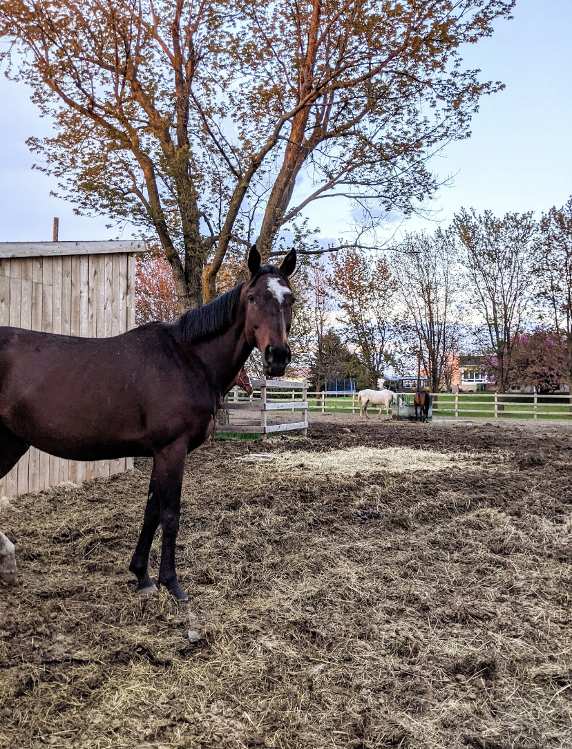 Vintage Oasis Farm | 775 Bd Saint-Luc, Saint-Jean-sur-Richelieu, QC J2W 2G6, Canada | Phone: (514) 883-2315