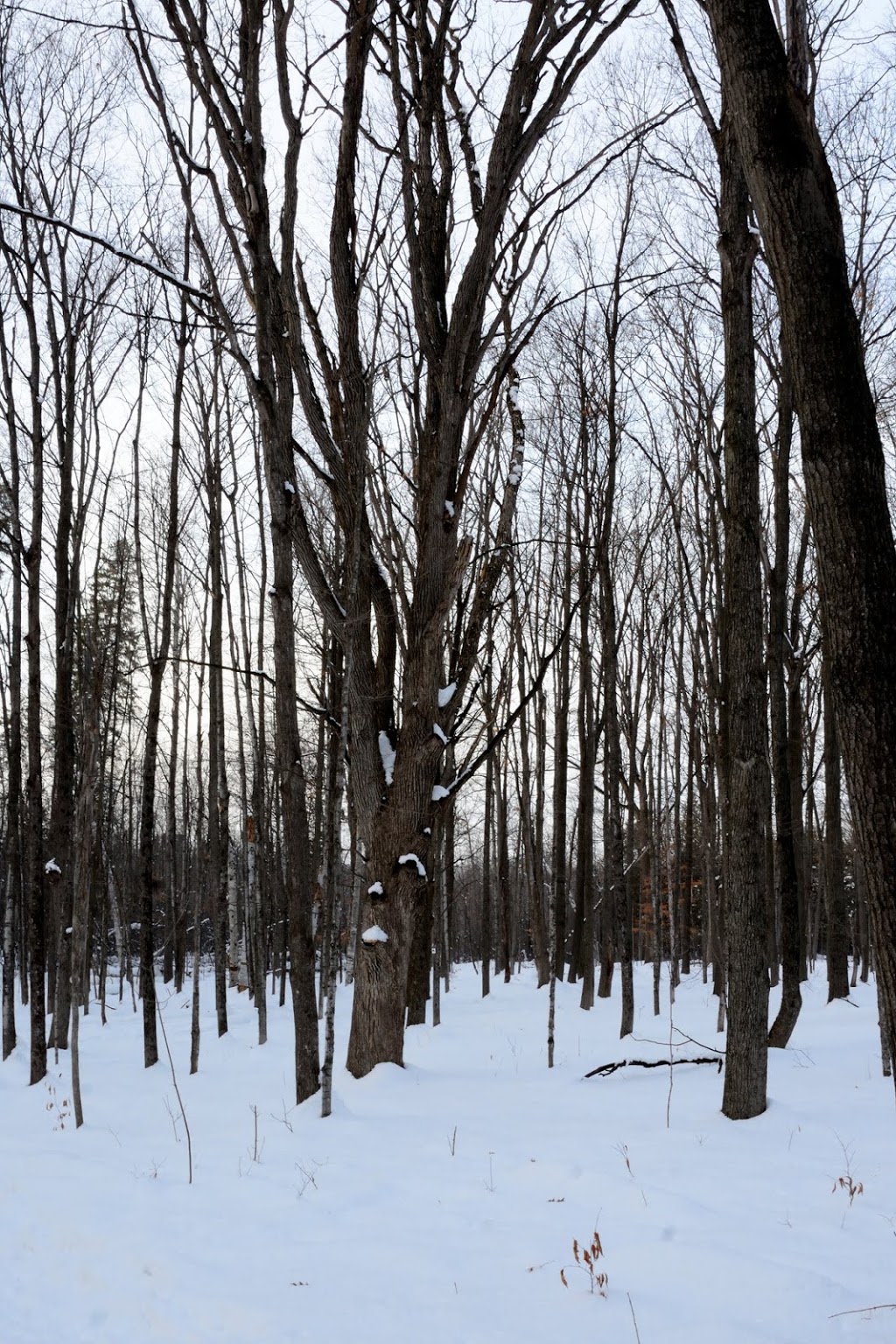 Jack Pine Trail | Moodie Dr, Nepean, ON K2R 1H4, Canada