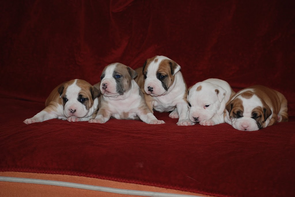 "Calics" American Staffordshire terrier kennel | 8053 19 St, Grand Forks, BC V0H 1H2, Canada | Phone: (778) 251-7007