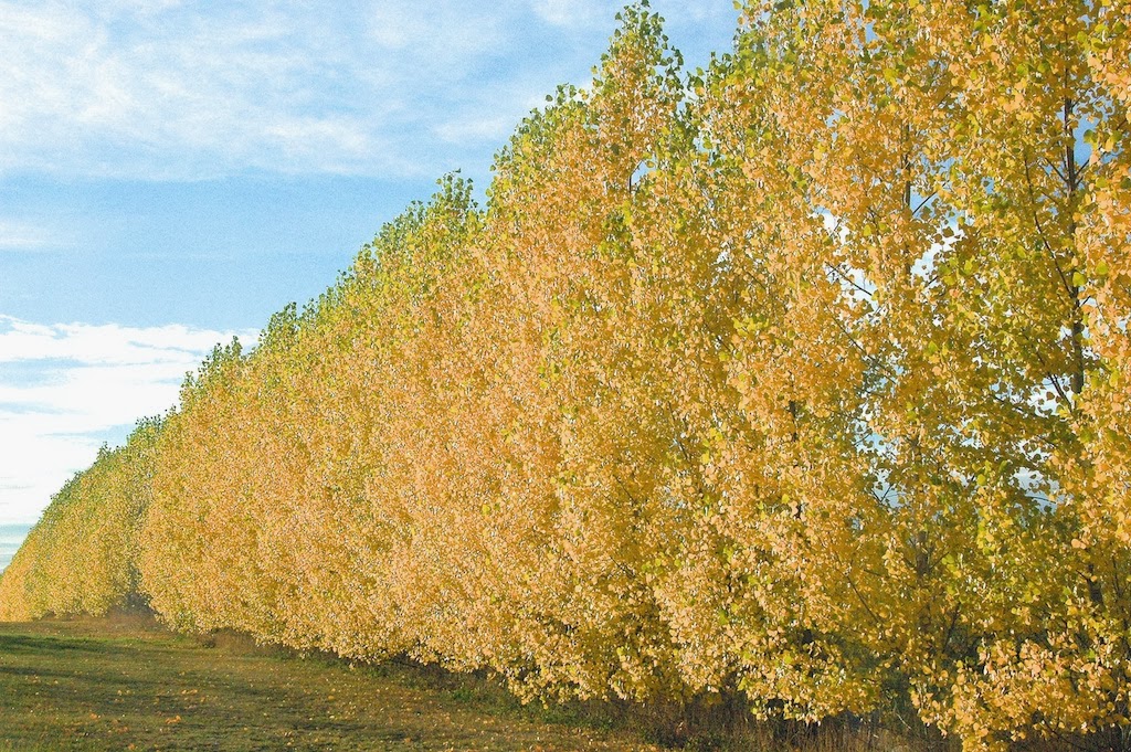 Sherwoods Forests Tree Farm | 50042 Range Rd 31, Warburg, AB T0C 2T0, Canada | Phone: (780) 848-2548