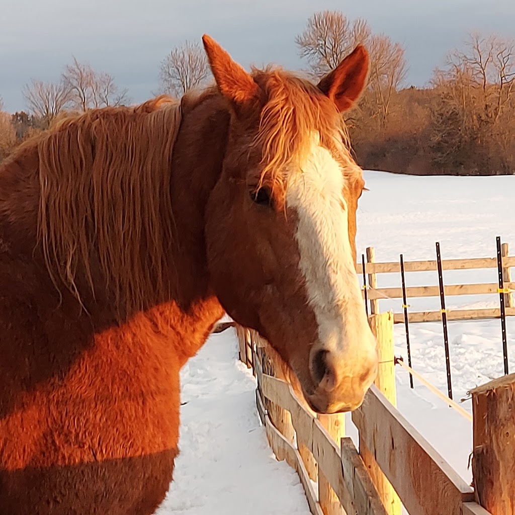 Grace Acres Equine Connection | 2050 Vent Rd, Napanee, ON K7R 3K9, Canada | Phone: (613) 214-2963