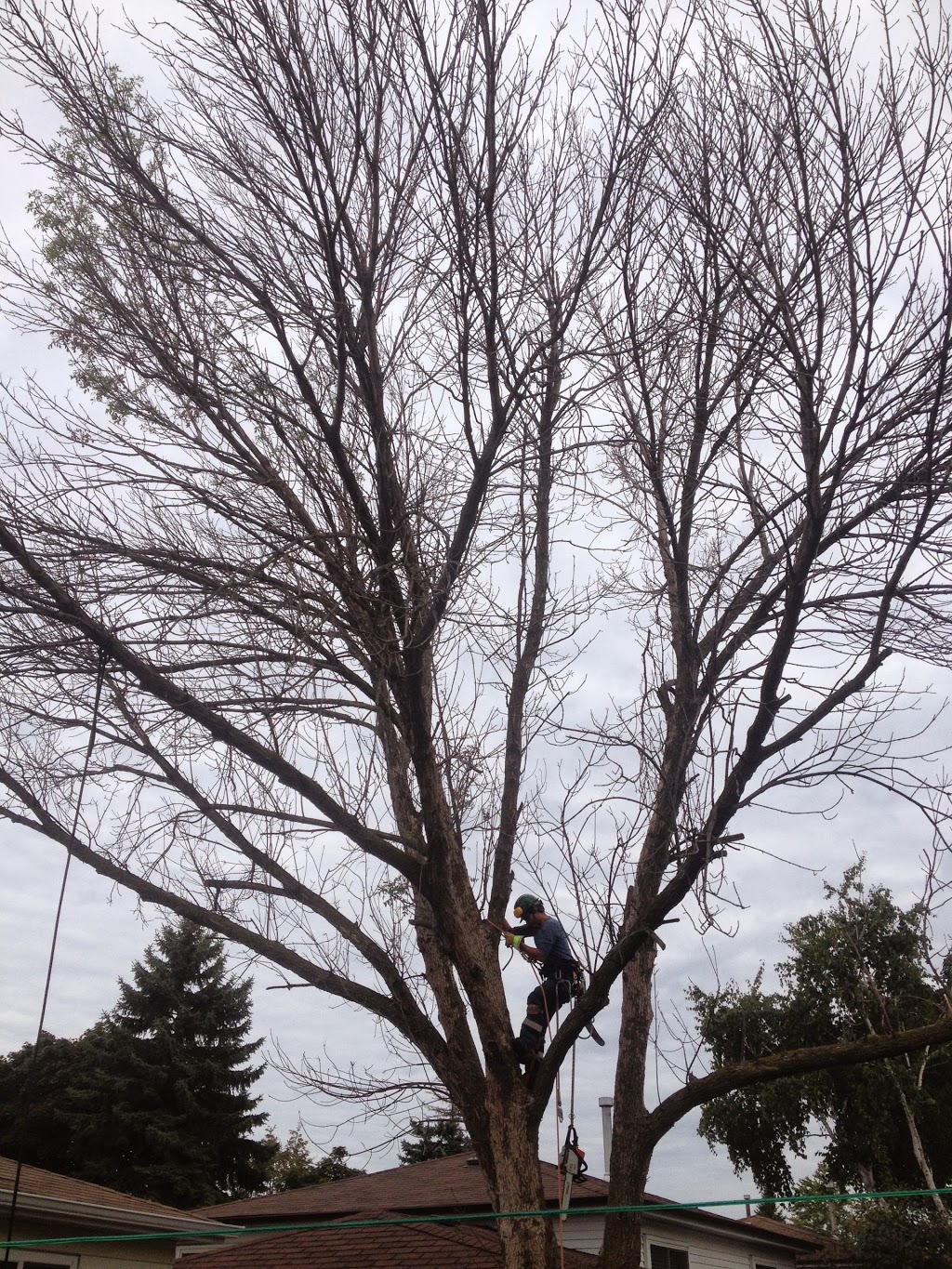 Maplecrest Tree Services | 8988 Webster Rd, Glencairn, ON L0M 1K0, Canada | Phone: (647) 501-4954