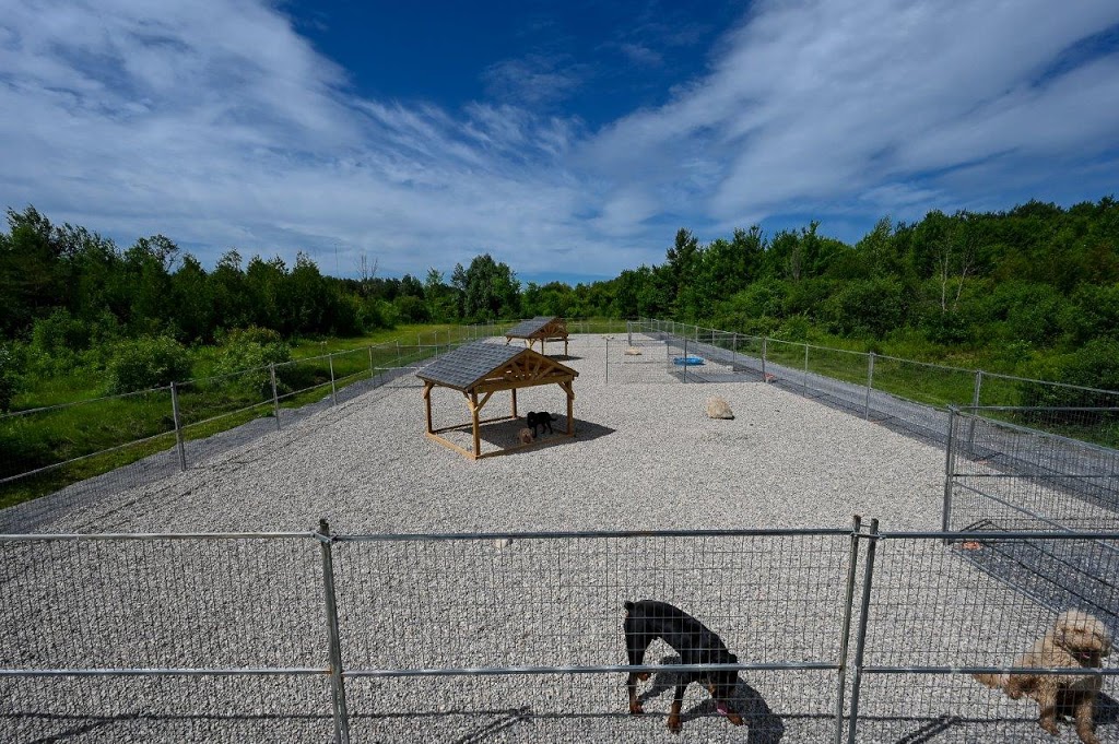 Kennel Club Boarding | 5584 Prince of Wales Dr, Kars, ON K0A 2E0, Canada | Phone: (613) 276-5074