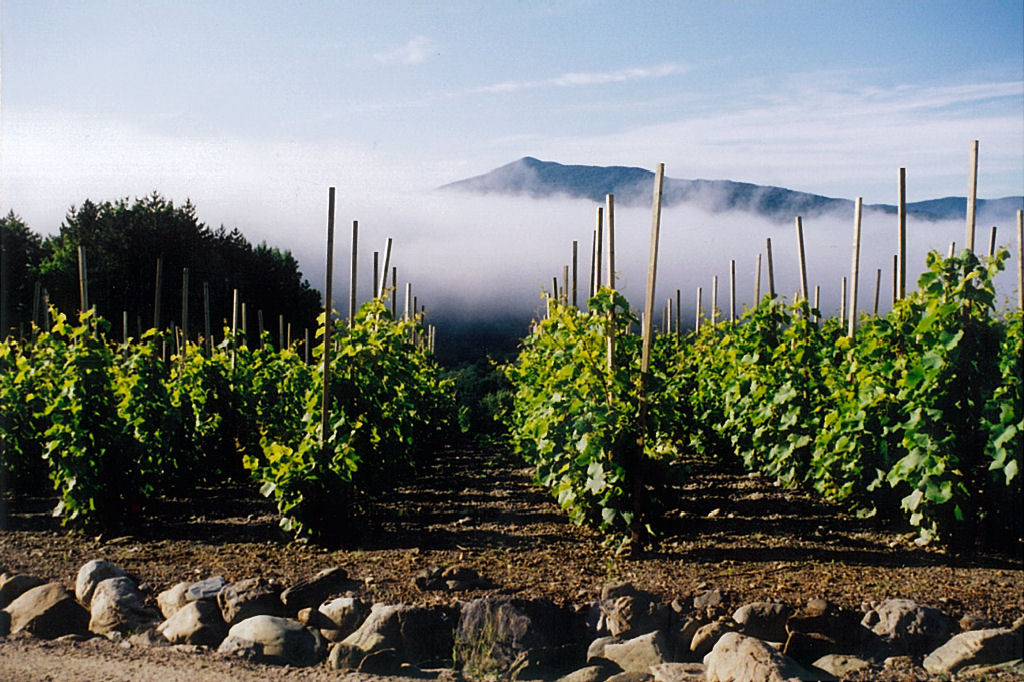 Vignoble Chapelle Ste Agnès Vineyard | 2565 Route Scenic, Sutton, QC J0E 2K0, Canada | Phone: (450) 538-0303