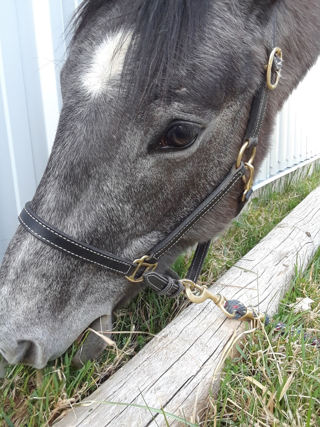 Greenhawk Equestrian Sport - Cambridge | 15 Sheldon Dr, Cambridge, ON N1R 6R8, Canada | Phone: (519) 623-3535