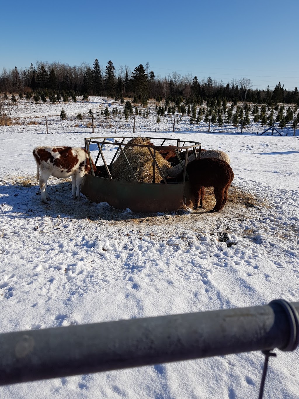 Yuletide Christmas Tree Farm | 1970 Coverdale Rd, Upper Coverdale, NB E1J 1Y9, Canada | Phone: (506) 372-9522