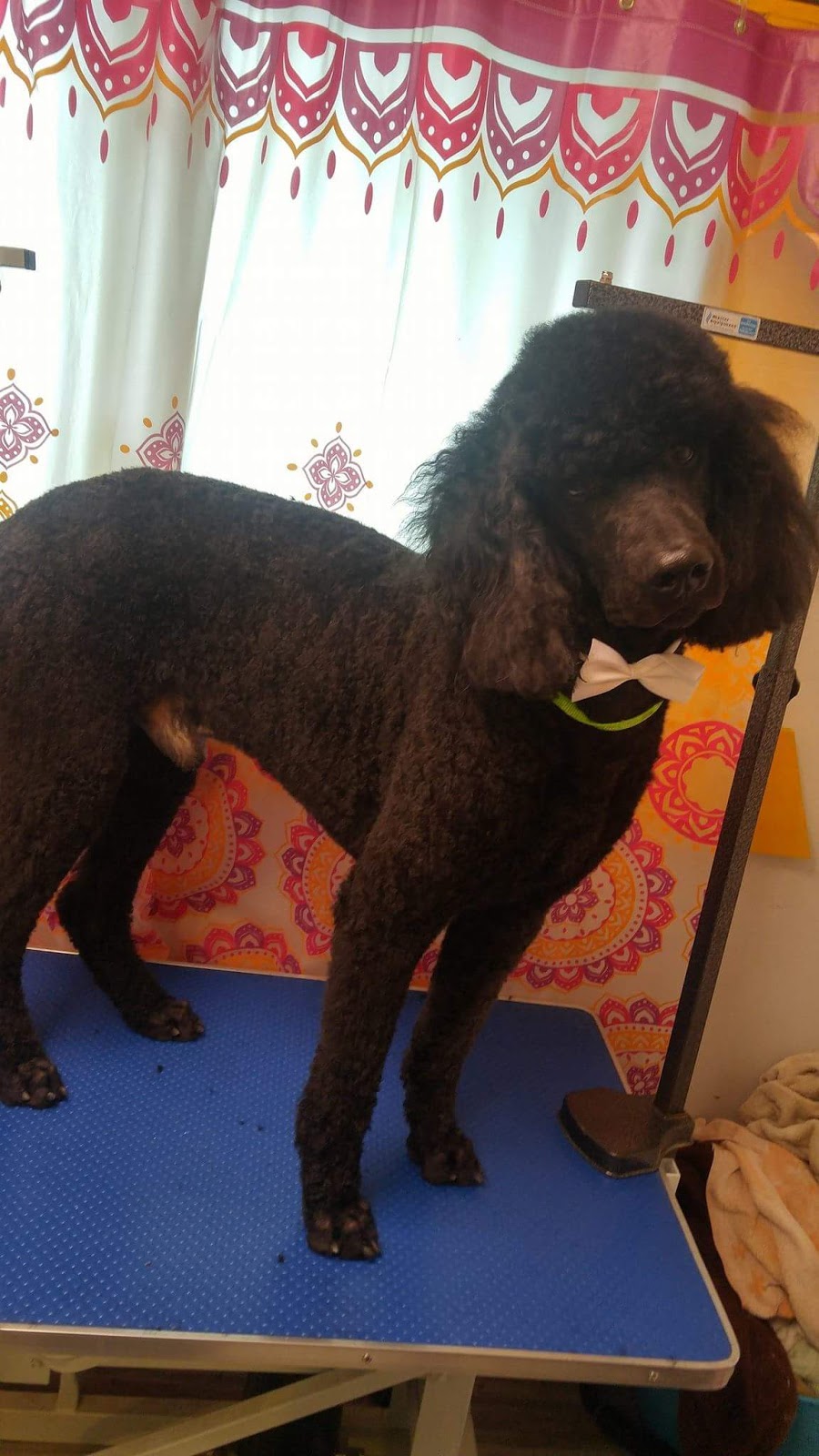 Jens Dog Grooming | 551 9th Concession RR2, Westport, ON K0G 1X0, Canada | Phone: (613) 876-0362