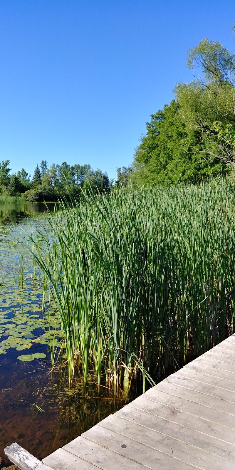 Nayoro Park | Sioux St, Lindsay, ON K9V, Canada