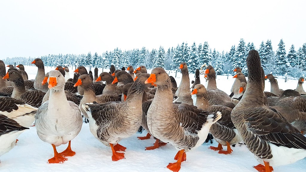 La Ferme Québec-Oies | 484 Av. Royale, Saint-Tite-des-Caps, QC G0A 4J0, Canada | Phone: (418) 808-2426