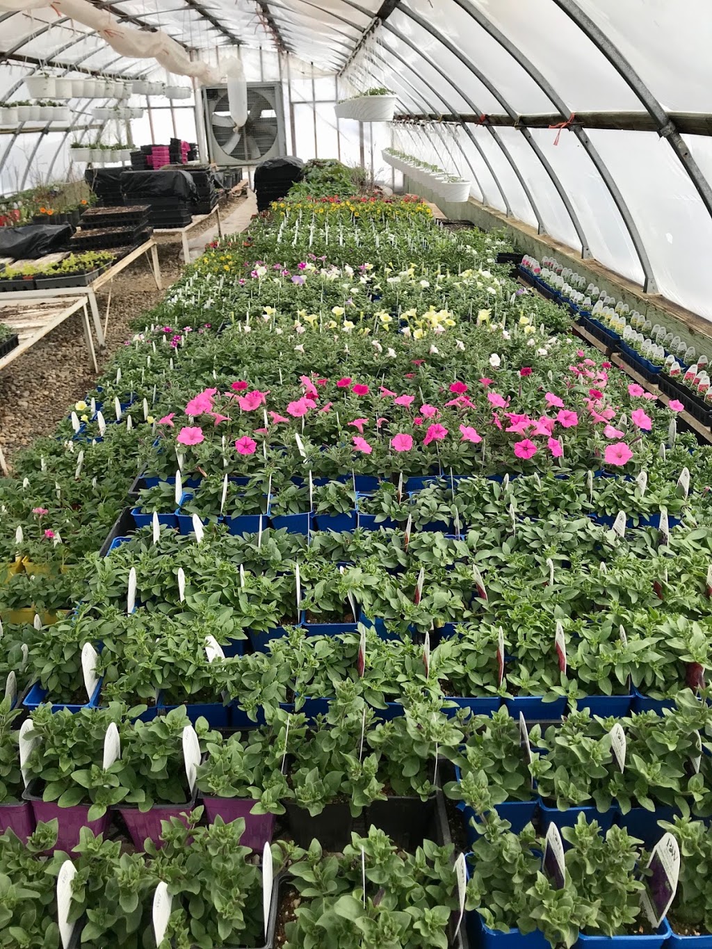 Tammys Green Thumb Greenhouse | 4530 70 Ave #3510, Olds, AB T4H 1T8, Canada | Phone: (403) 556-6740