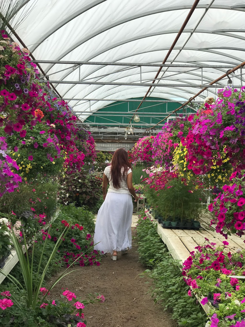 Cedar Grove Greenhouse | 7702 14th Ave, Markham, ON L6B 1A8, Canada | Phone: (905) 294-5917