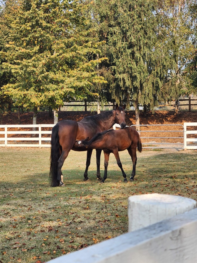 Pacific Meadows Equestrian Center | 5575 34b Ave, Delta, BC V4L 2P1, Canada | Phone: (778) 319-3324