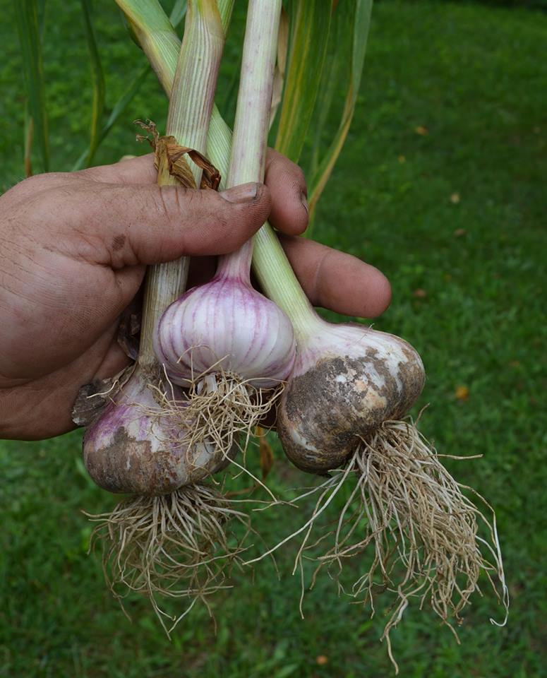 Bulbs of Fire Garlic | 368 Dorion Rd, Tiny, ON L9M 0M4, Canada | Phone: (705) 529-5424