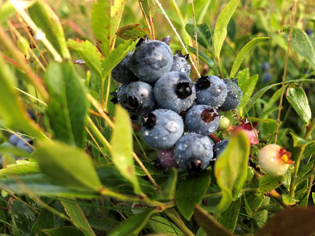 BeeCee Farm Wild Blueberries | 1243 New France Rd, Afton Station, NS B0H 1A0, Canada | Phone: (902) 318-9934