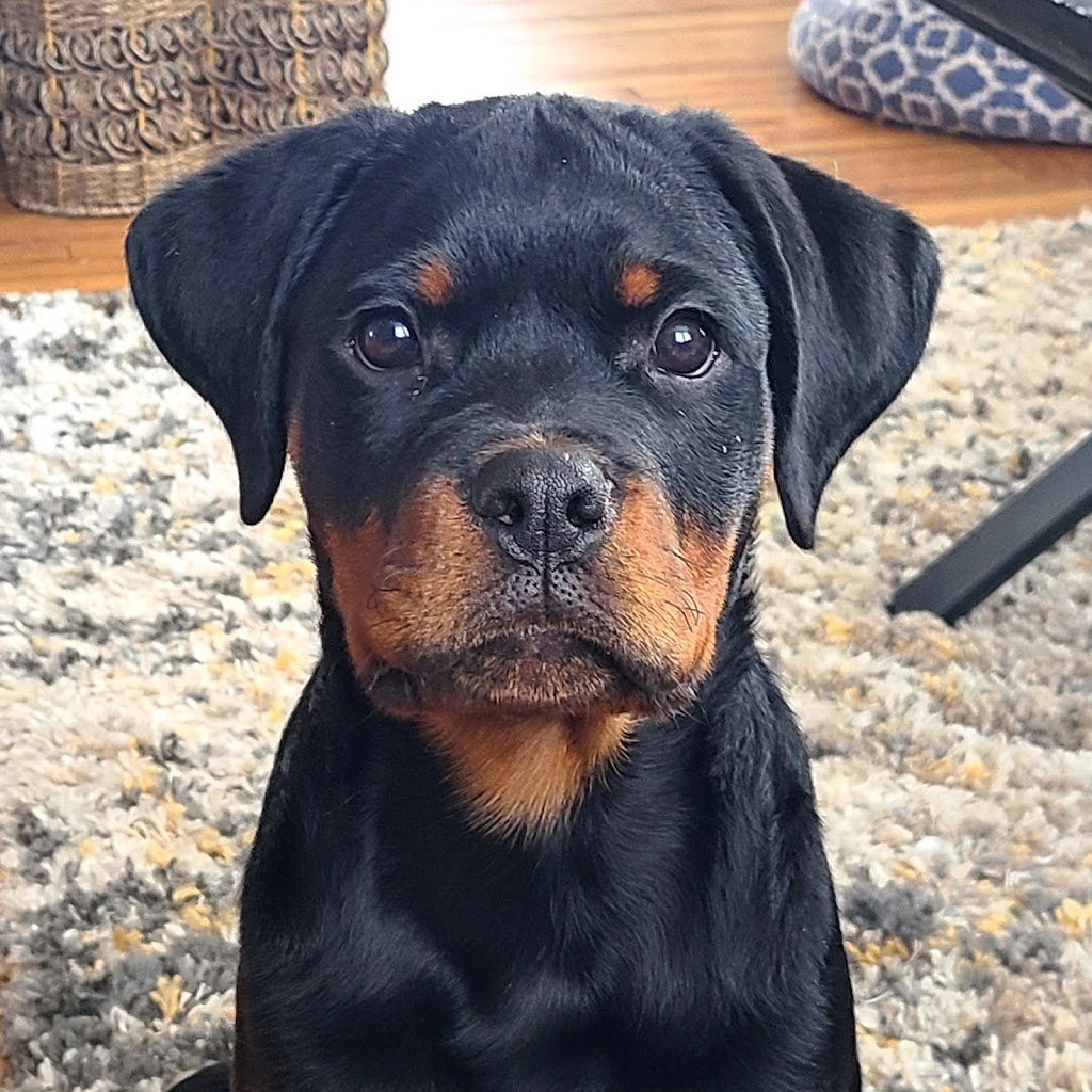 Libelle Rottweilers & Italian Greyhounds | OLeary Rd, OLeary, PE C0B 1V0, Canada | Phone: (250) 650-6471