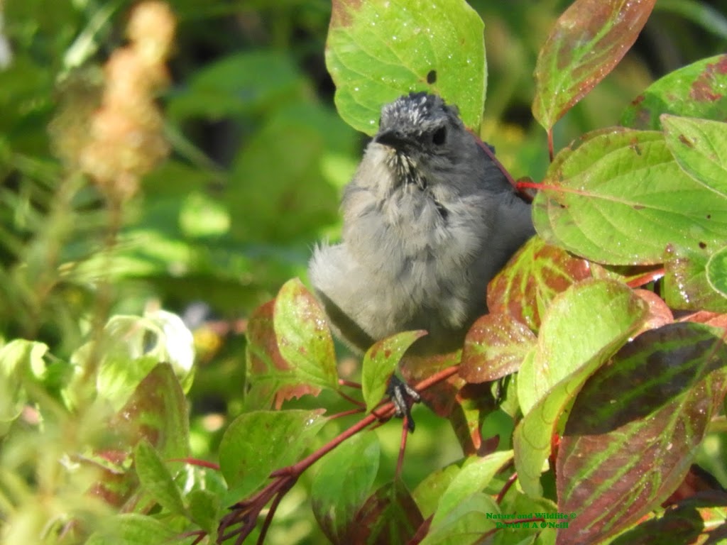 Rideau Valley Conservation Authority | 3889 Rideau Valley Dr, Manotick, ON K4M 1A5, Canada | Phone: (613) 692-3571