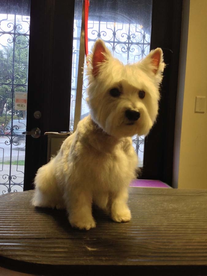 Heads To Tails Pet Grooming | 20319 36b Ave, Langley, BC V3A 2S3, Canada | Phone: (778) 837-5506