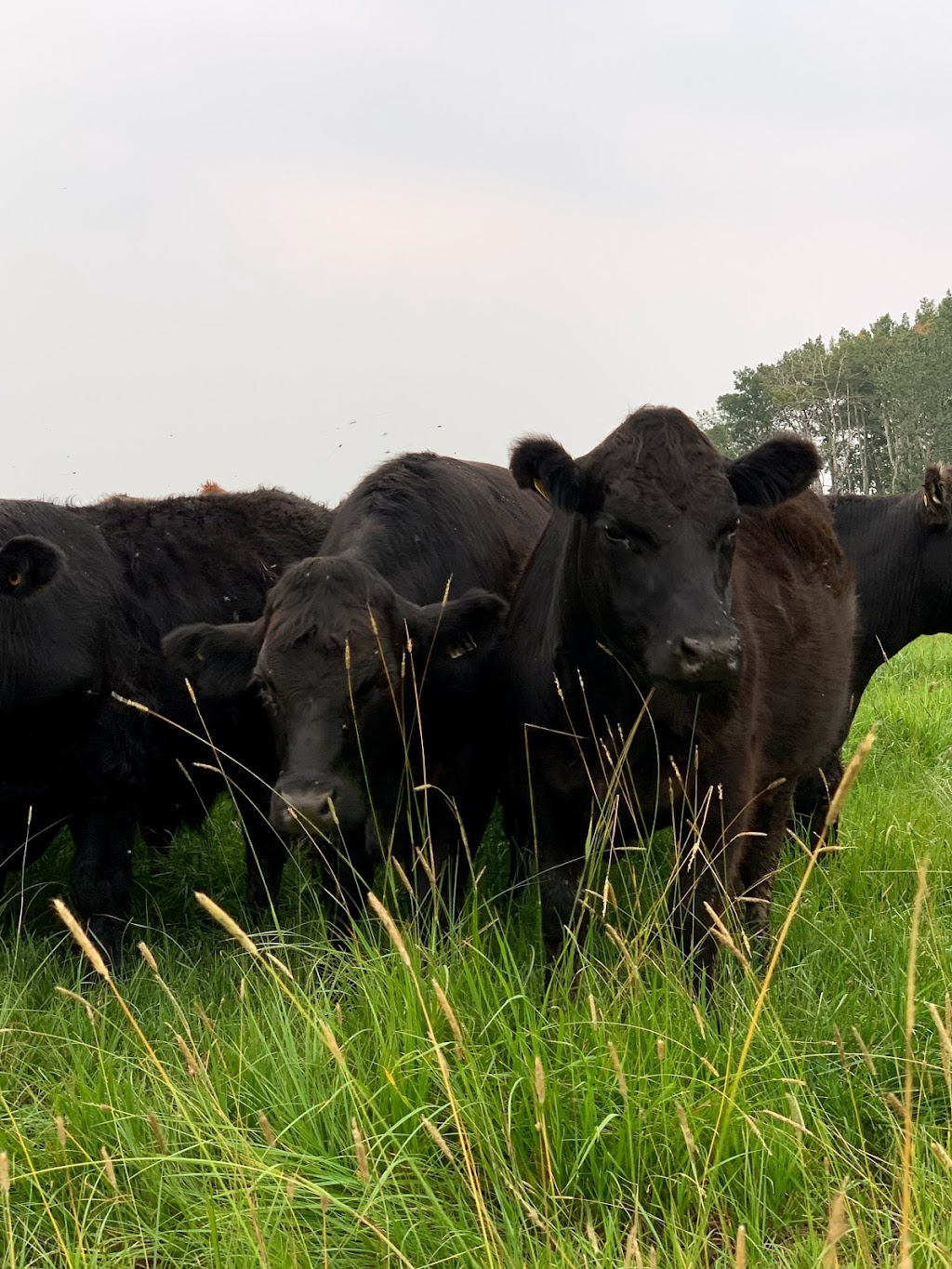 Hoven Farms Grass Finished Organic Beef | RR3, Eckville, AB T0M 0X0, Canada | Phone: (403) 302-2748