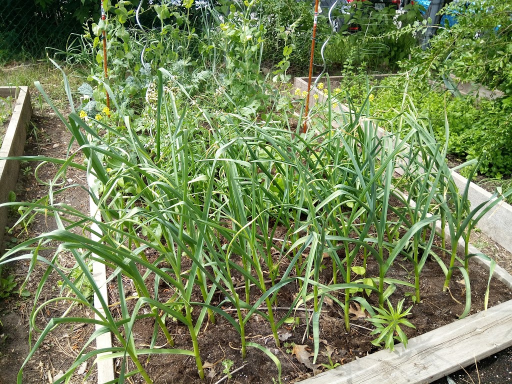 Lowertown Community Garden | 1G1, Patro St, Ottawa, ON K1N 1G1, Canada | Phone: (613) 789-3930