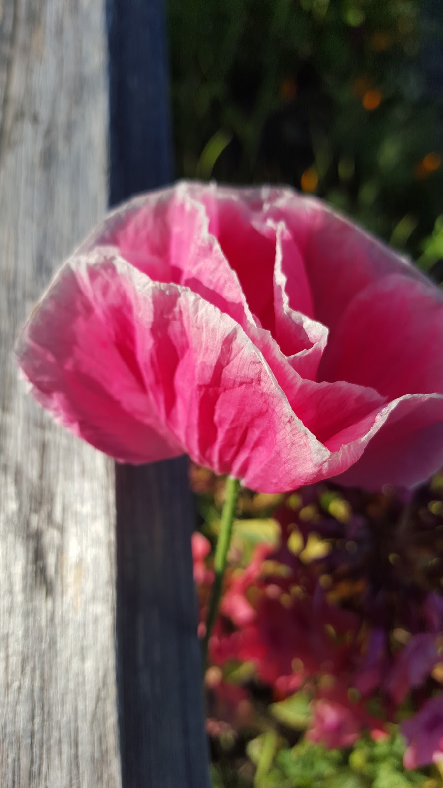 Lynn Valley Lions Community Garden | North Vancouver, BC V7K 2H5, Canada