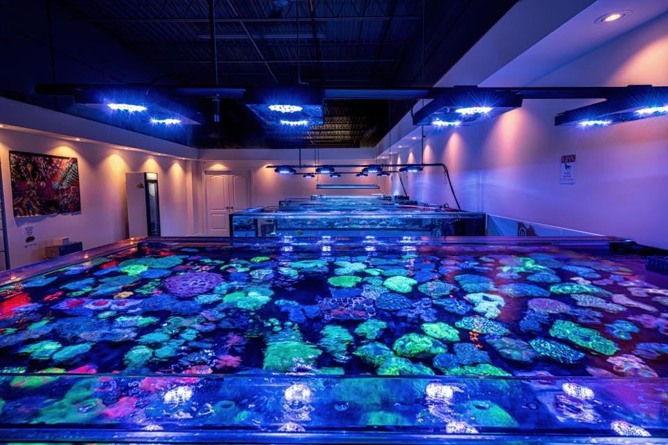 Candy Corals | 1260 Fewster Dr Unit #9, Mississauga, ON L4W 1A5, Canada | Phone: (416) 839-7499