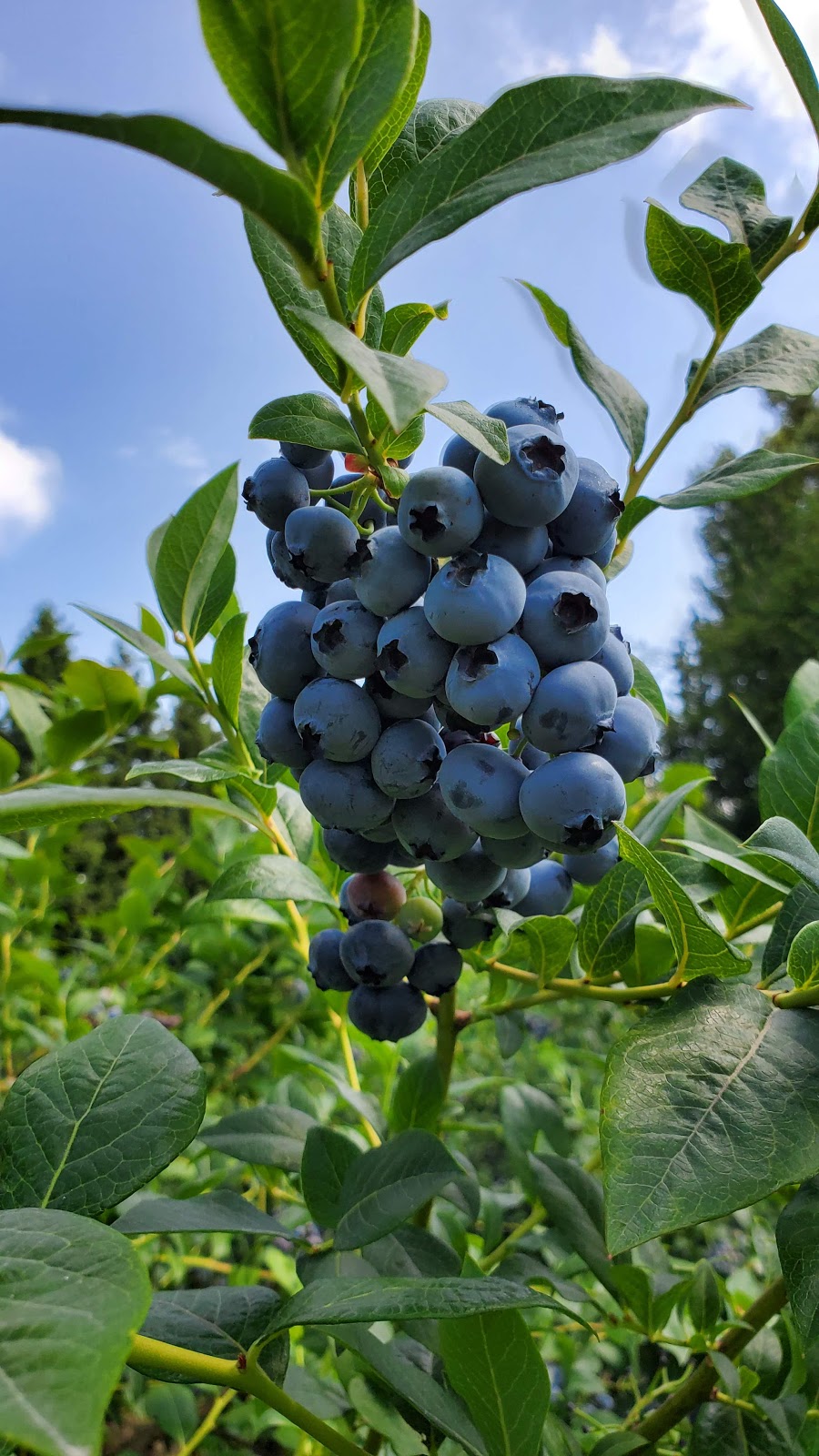 RussLynn Blueberries | 28494 Townshipline Rd, Abbotsford, BC V4X 1P1, Canada | Phone: (604) 309-8728