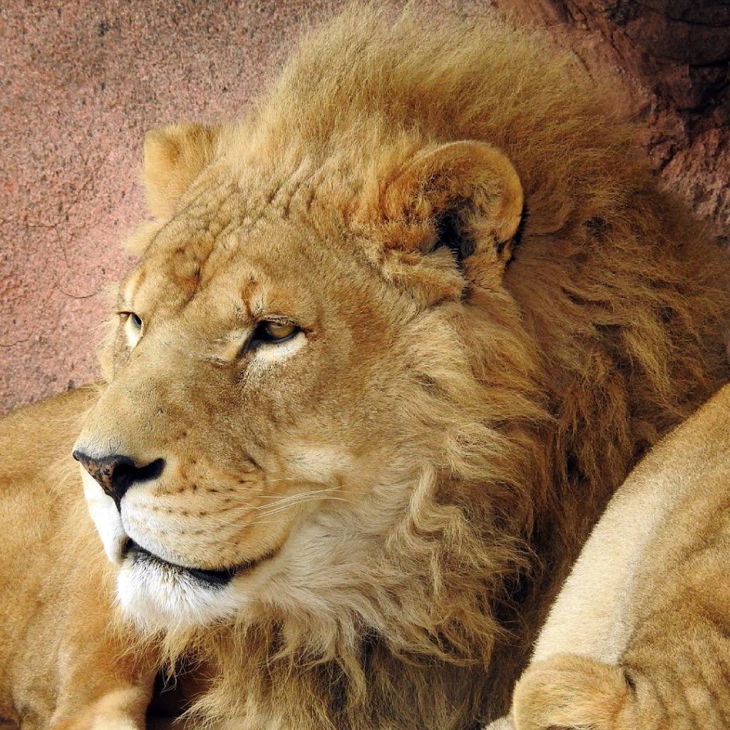 Lion Exhibit | 2000 Meadowvale Rd, Scarborough, ON M1B 5K7, Canada | Phone: (416) 392-5929