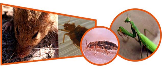 GreenLeaf Pest Control | 250 Barrie St, Bradford, ON L3Z 1B7, Canada | Phone: (416) 998-9473