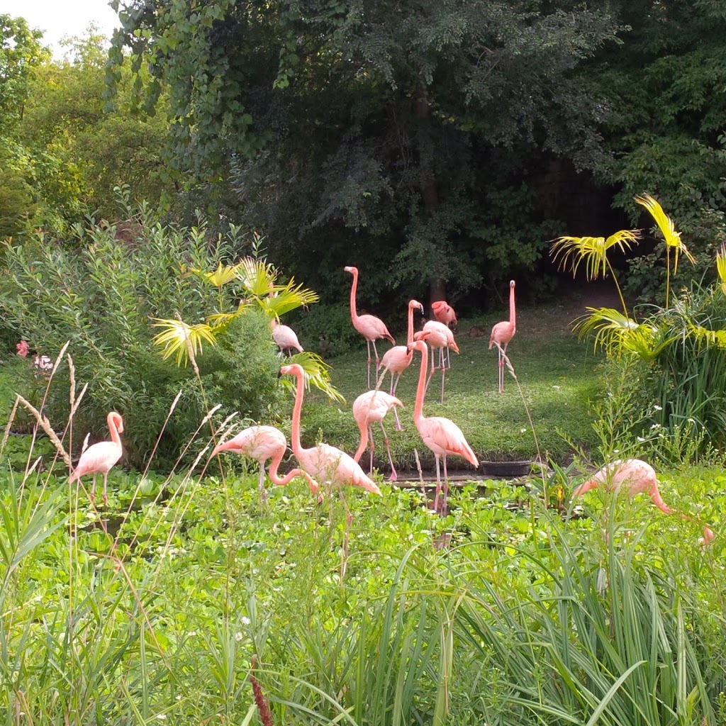 Flamingo Exhibit | 2000 Meadowvale Rd, Scarborough, ON M1B 5K7, Canada | Phone: (416) 392-5929