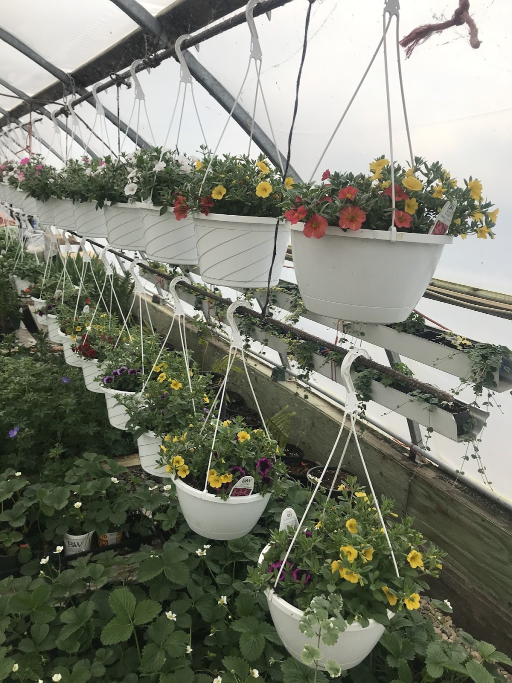 Tammys Green Thumb Greenhouse | 4530 70 Ave #3510, Olds, AB T4H 1T8, Canada | Phone: (403) 556-6740